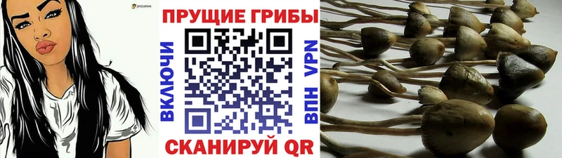 Галлюциногенные грибы мицелий  наркотики  mega сайт  Северская 