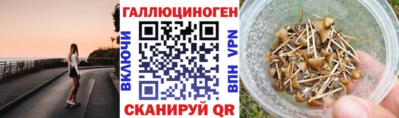 Псилоцибиновые грибы Psilocybine cubensis Северская